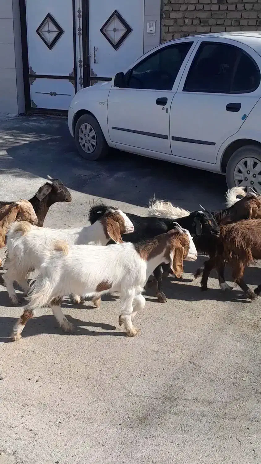 نه راس بزغاله ماده دانه 3/900 ،|حیوانات مزرعه|بردسکن, |دیوار