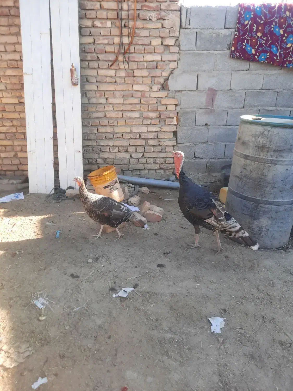 بقلمون محلی|حیوانات مزرعه|سراوان, |دیوار