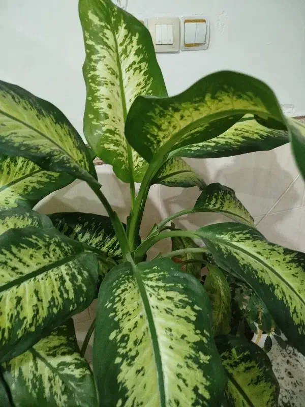 دیفن|گل و گیاه طبیعی|اقبالیه, |دیوار