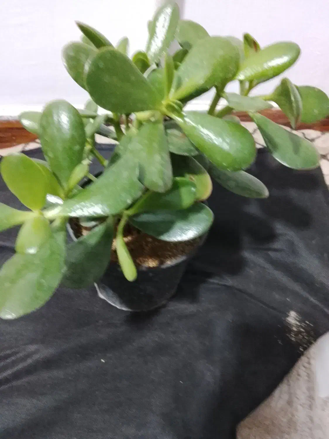 گل اپارتمانی|گل و گیاه طبیعی|پاکدشت, پاکدشت (مامازند)|دیوار