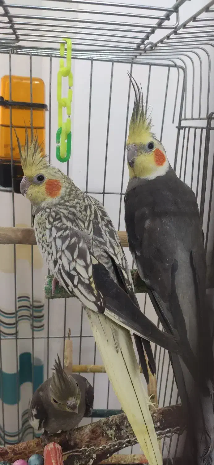 جفت عروس هلندی|پرنده|حمیدیا, |دیوار