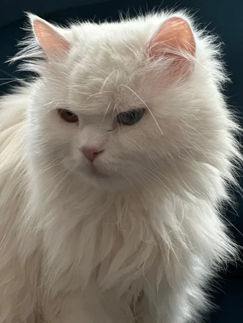 گربه پرشین چشم هیتروکروما|گربه|کرمان, |دیوار