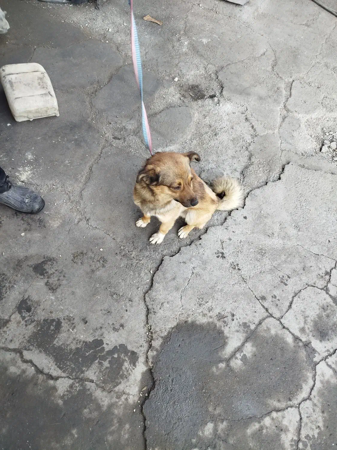 پامرین|سگ|مرند, |دیوار