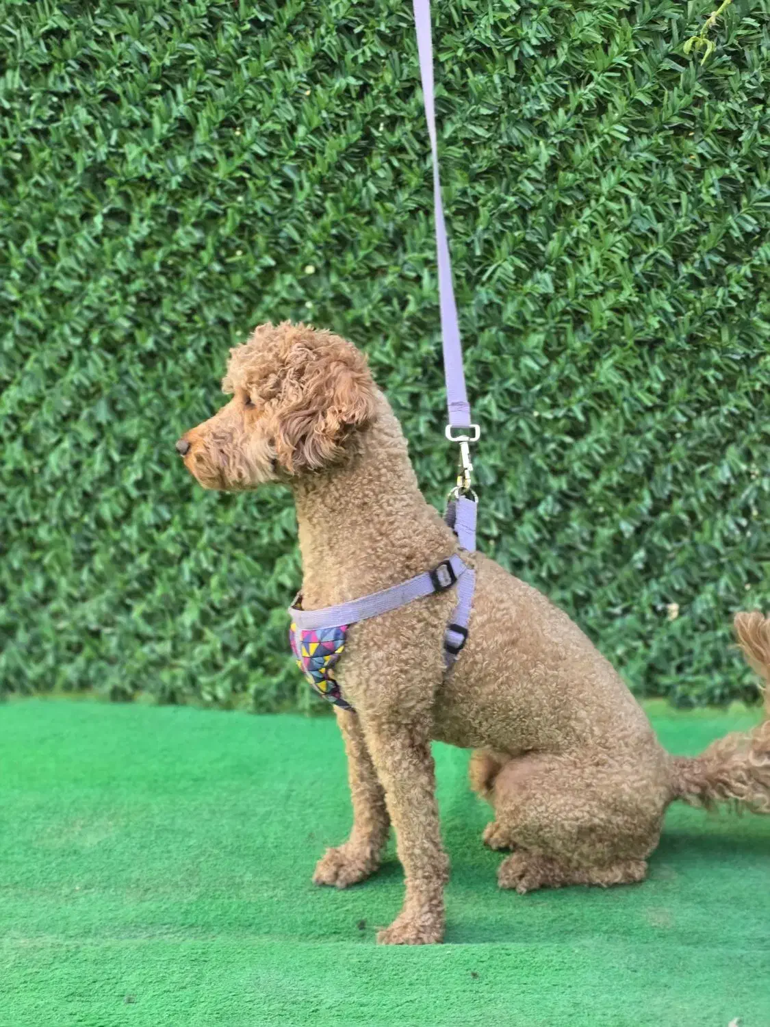 یک قلاده سگ پودل نر رنگ رد|سگ|شیراز, شهرک مدرس|دیوار