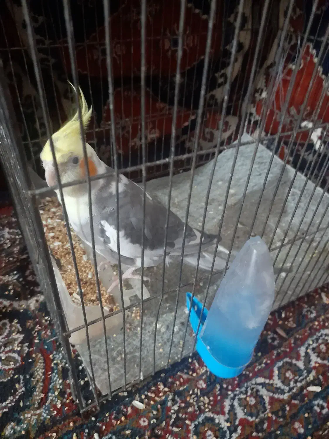 عروس هلندی|پرنده|خرمدره, |دیوار