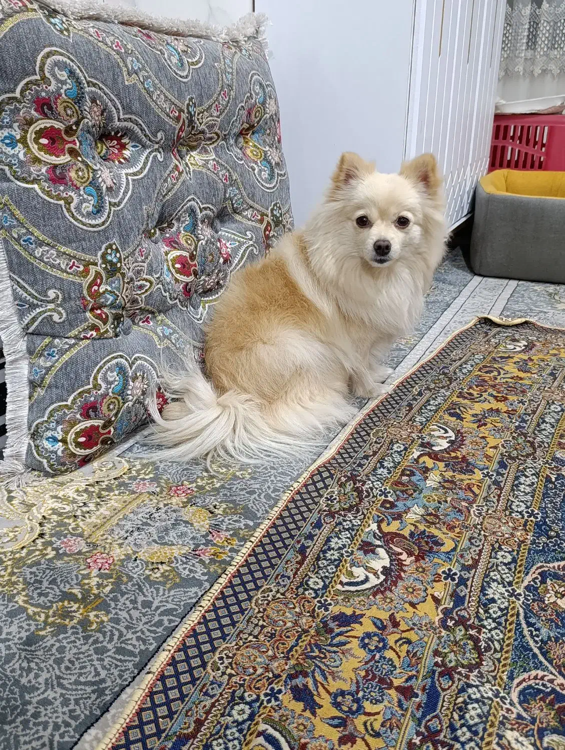 ماده|سگ|جیرفت, |دیوار