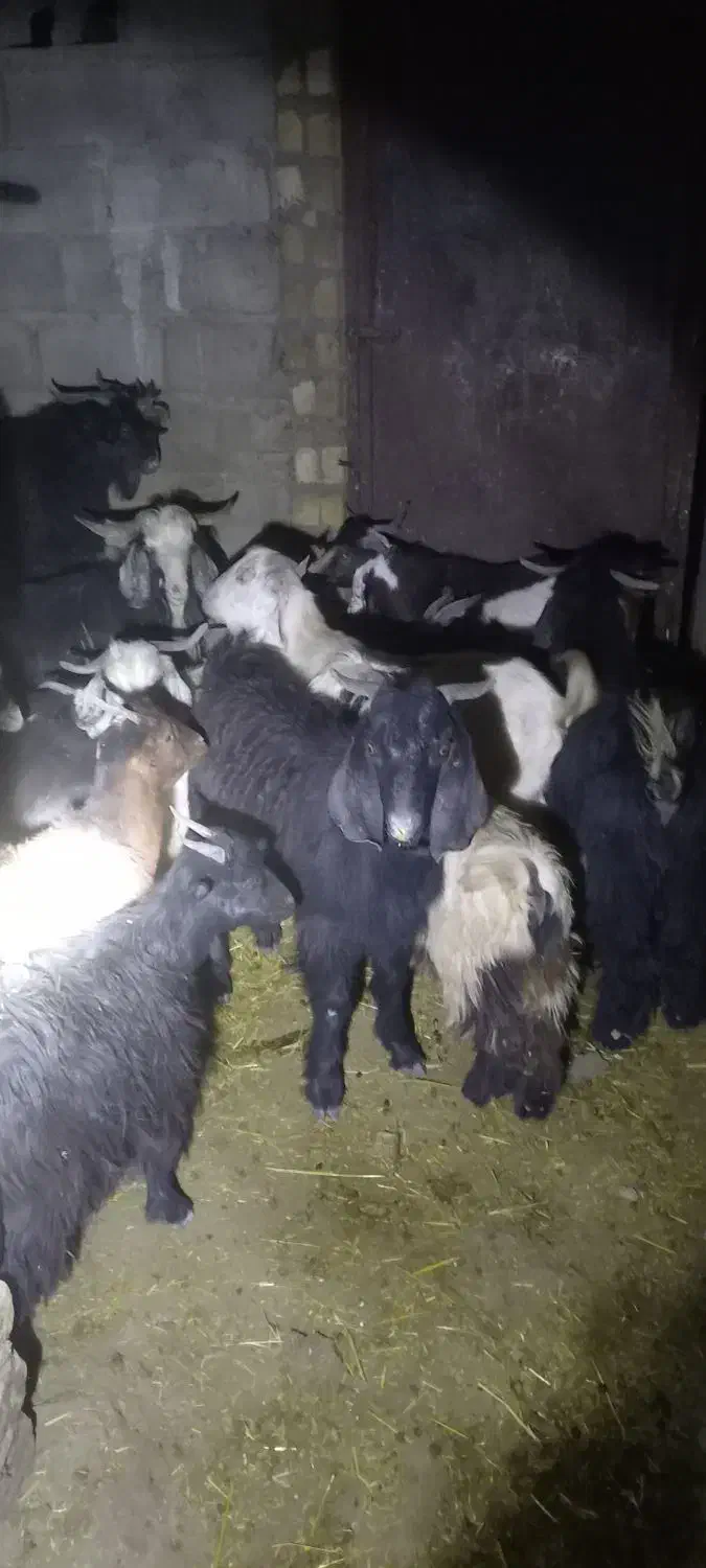 فروش چند راس چپش|حیوانات مزرعه|دورود, |دیوار