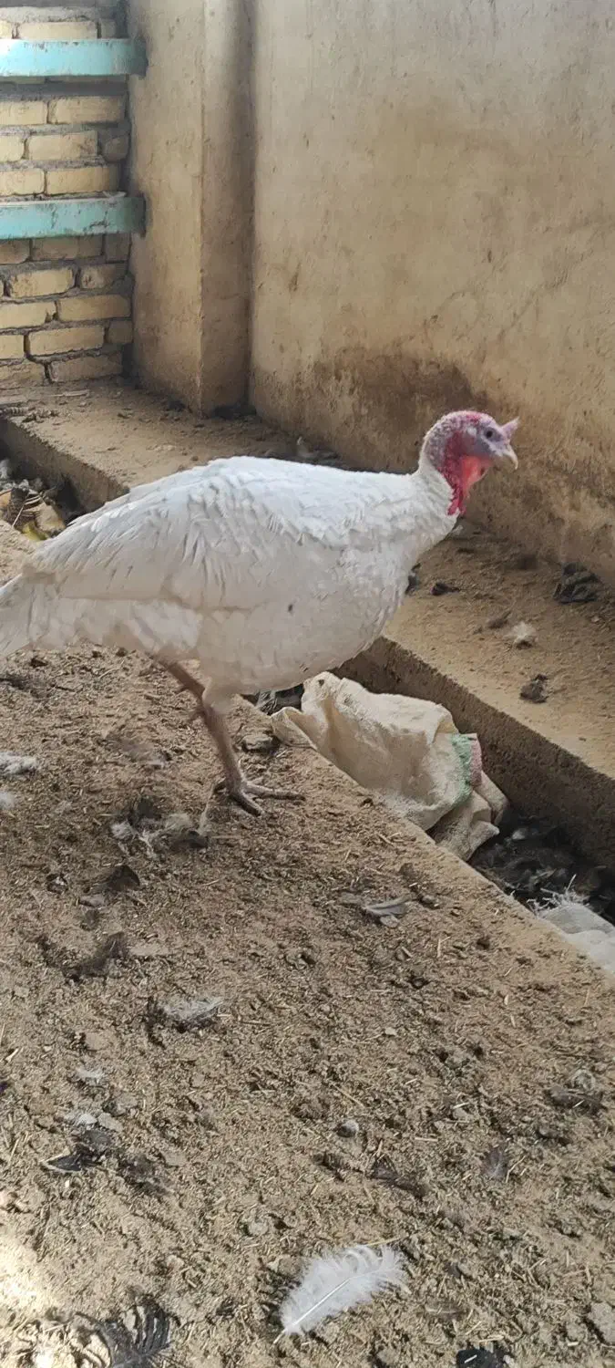 فروش فروش بوقلمون|حیوانات مزرعه|جوادآباد, |دیوار