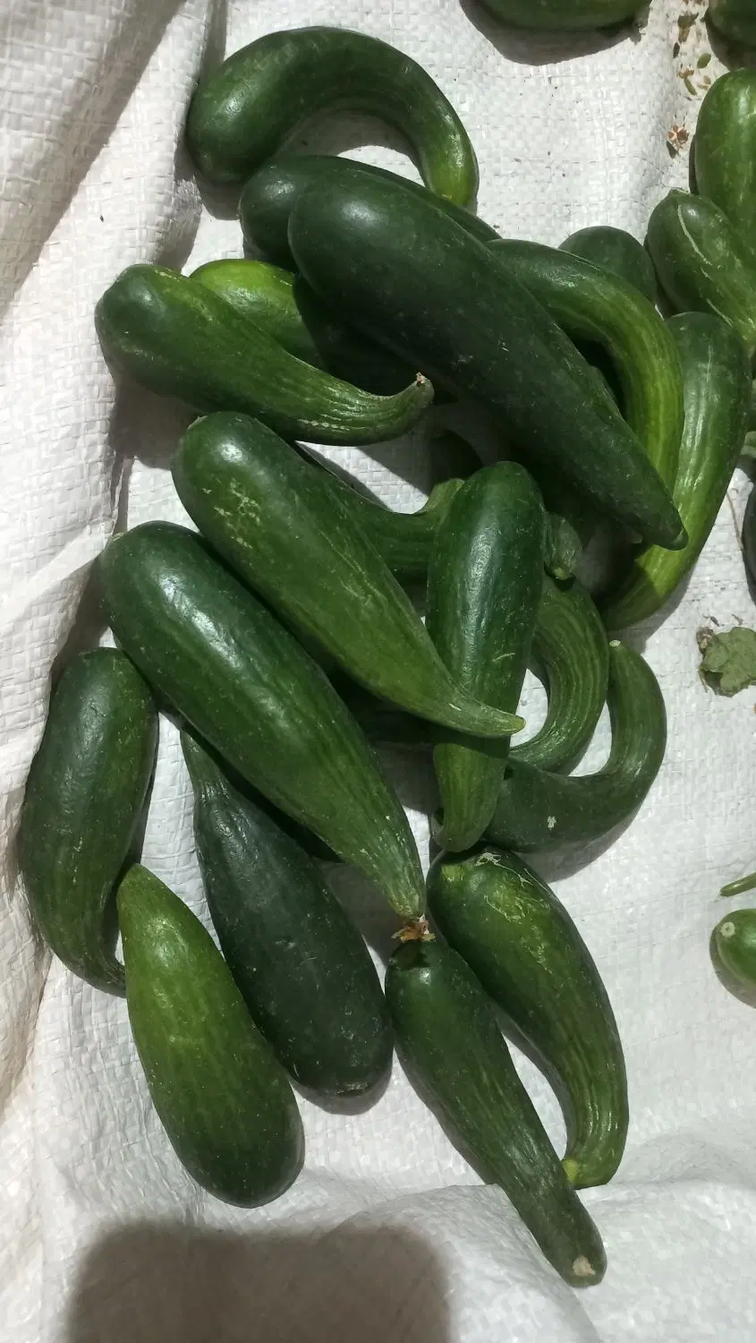 خیار|خوردنی و آشامیدنی|نیشابور, مازول|دیوار