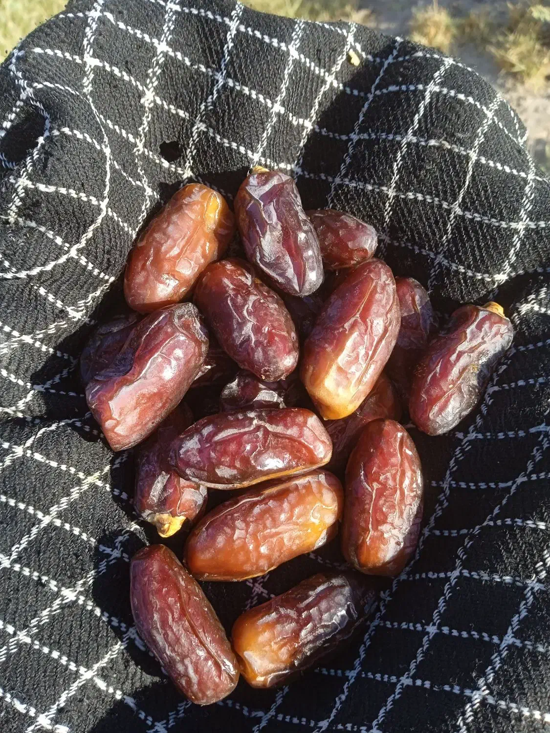 خرما پیارم بوشهری|خوردنی و آشامیدنی|قم, سراجه (۱۵ خرداد)|دیوار