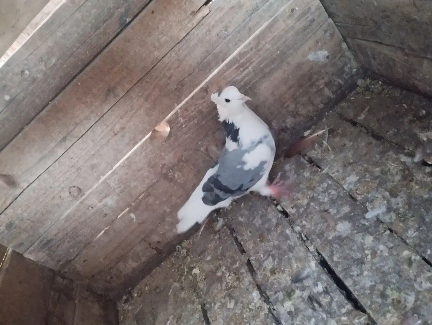 چند کبوتر سرحال|پرنده|هشتگرد, شهرک اداری|دیوار