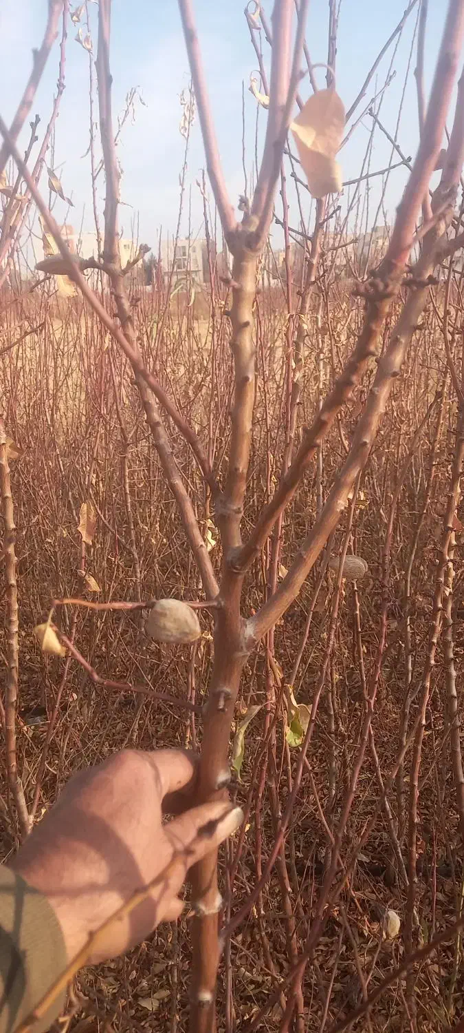 نهالستان محمودی|گل و گیاه طبیعی|محمدیه-قزوین, |دیوار