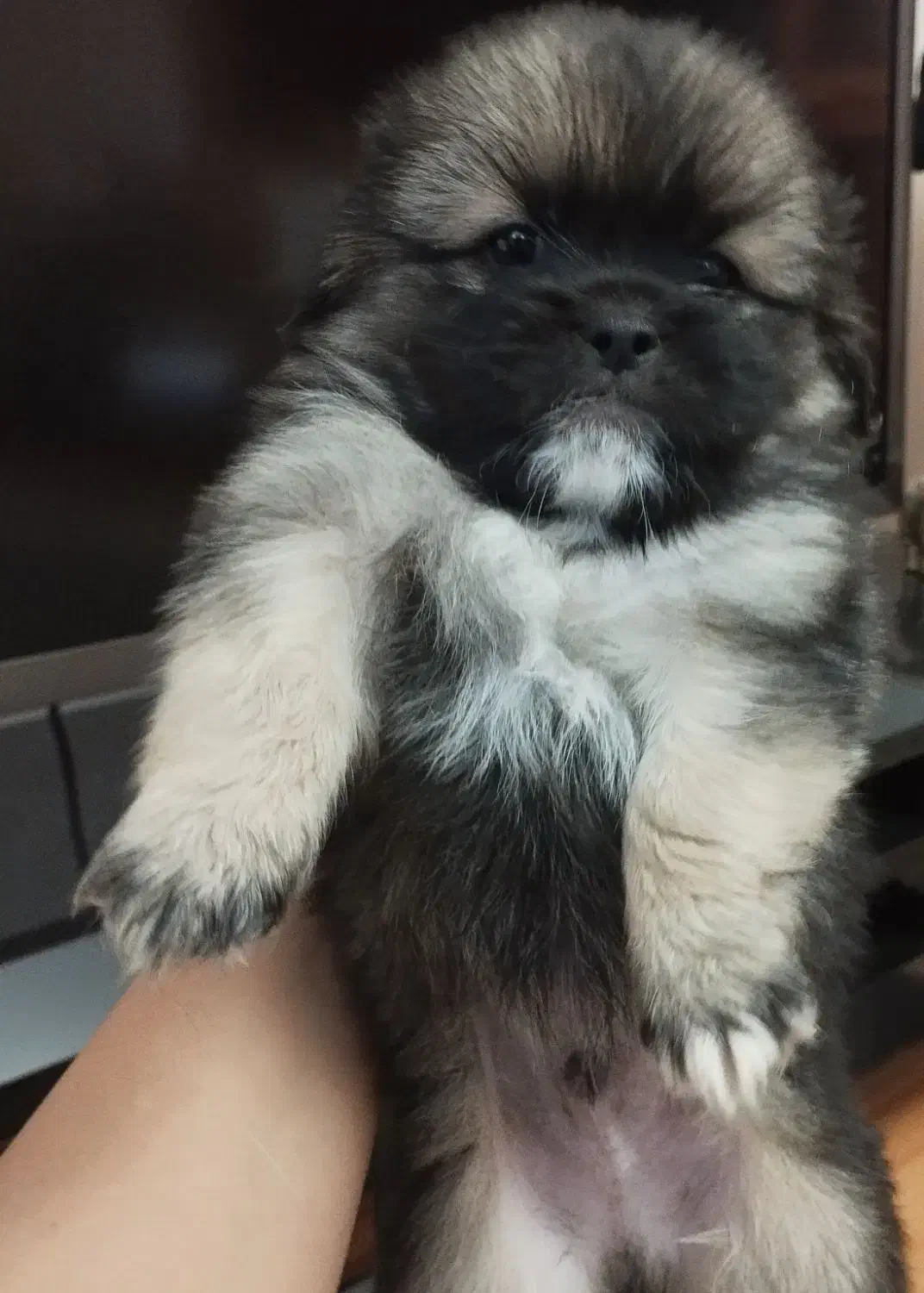 توله سگ|سگ|تبریز, |دیوار