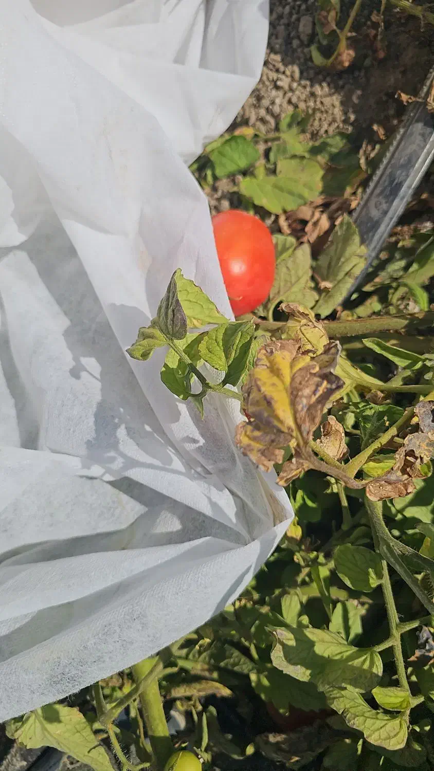 کاور (فوم)کشاورزی|عمده‌فروشی|دهرم, |دیوار