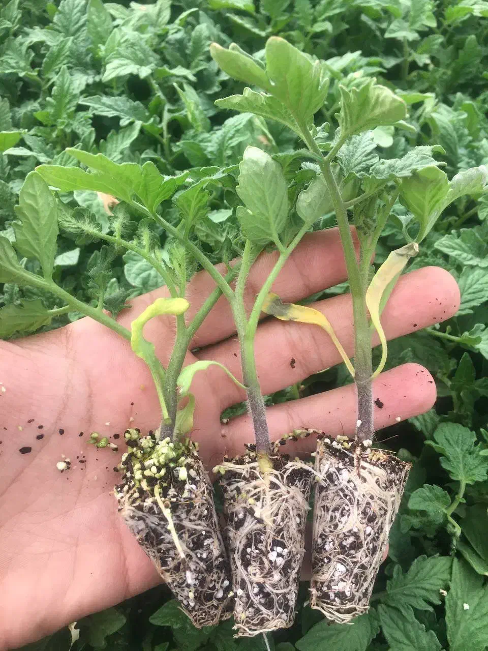 تولید نشا گوجه فرنگی|عمده‌فروشی|آبگرم, |دیوار