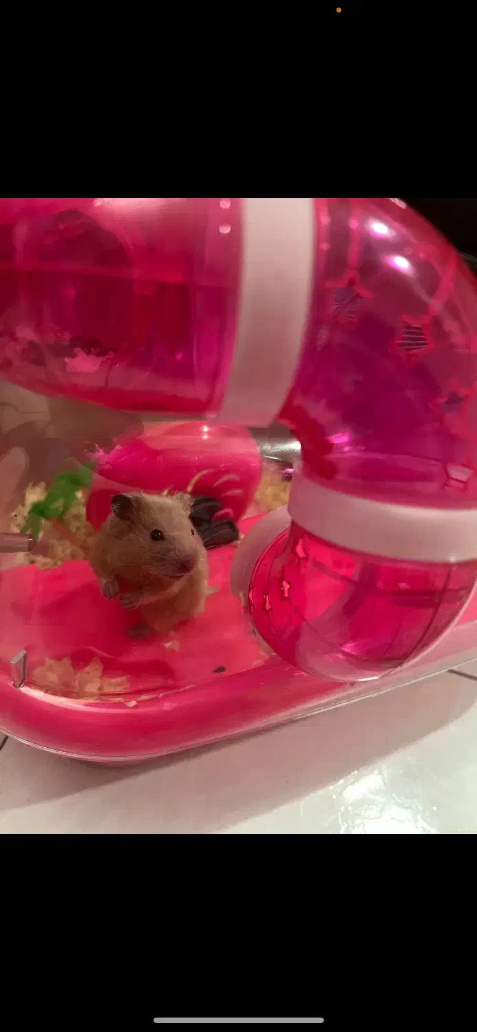 همستر|موش و خرگوش|تهران, صادقیه|دیوار