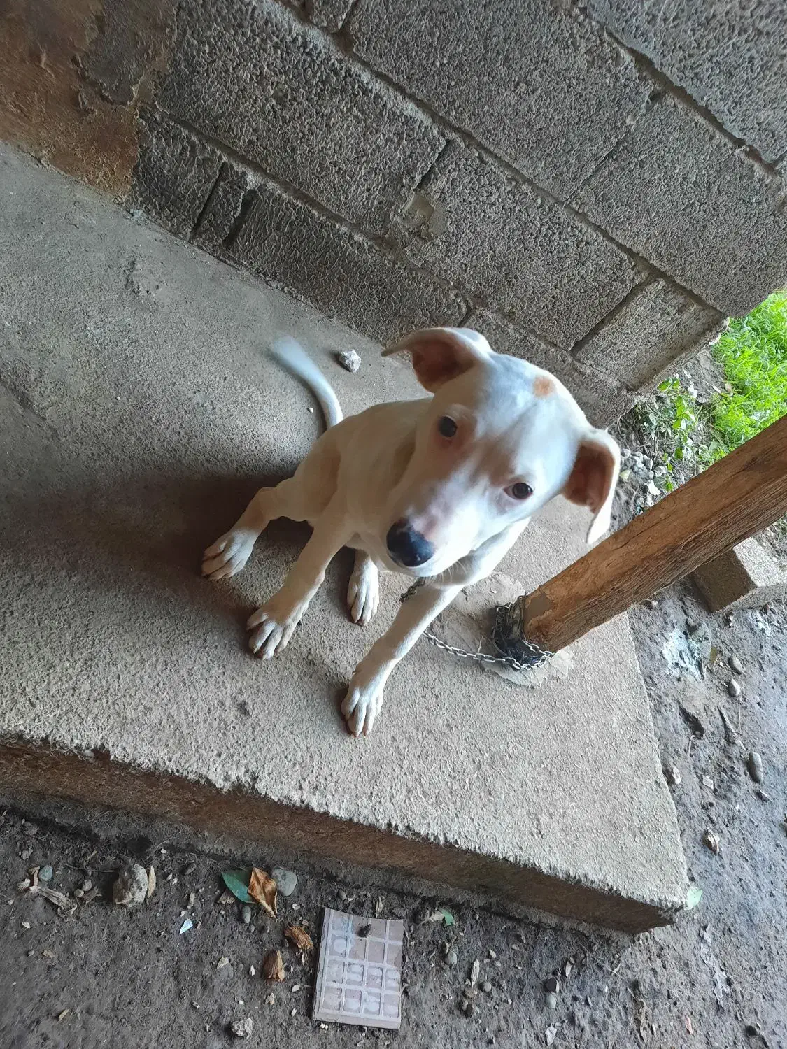 توله سگ|سگ|رودسر, |دیوار