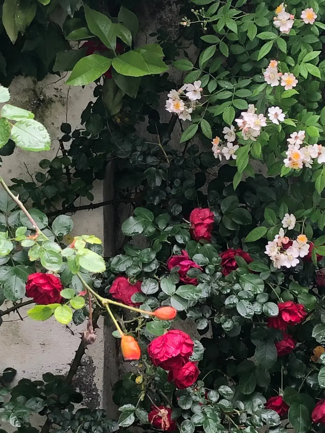 سرایداری|استخدام سرایداری و نظافت|آمل, |دیوار