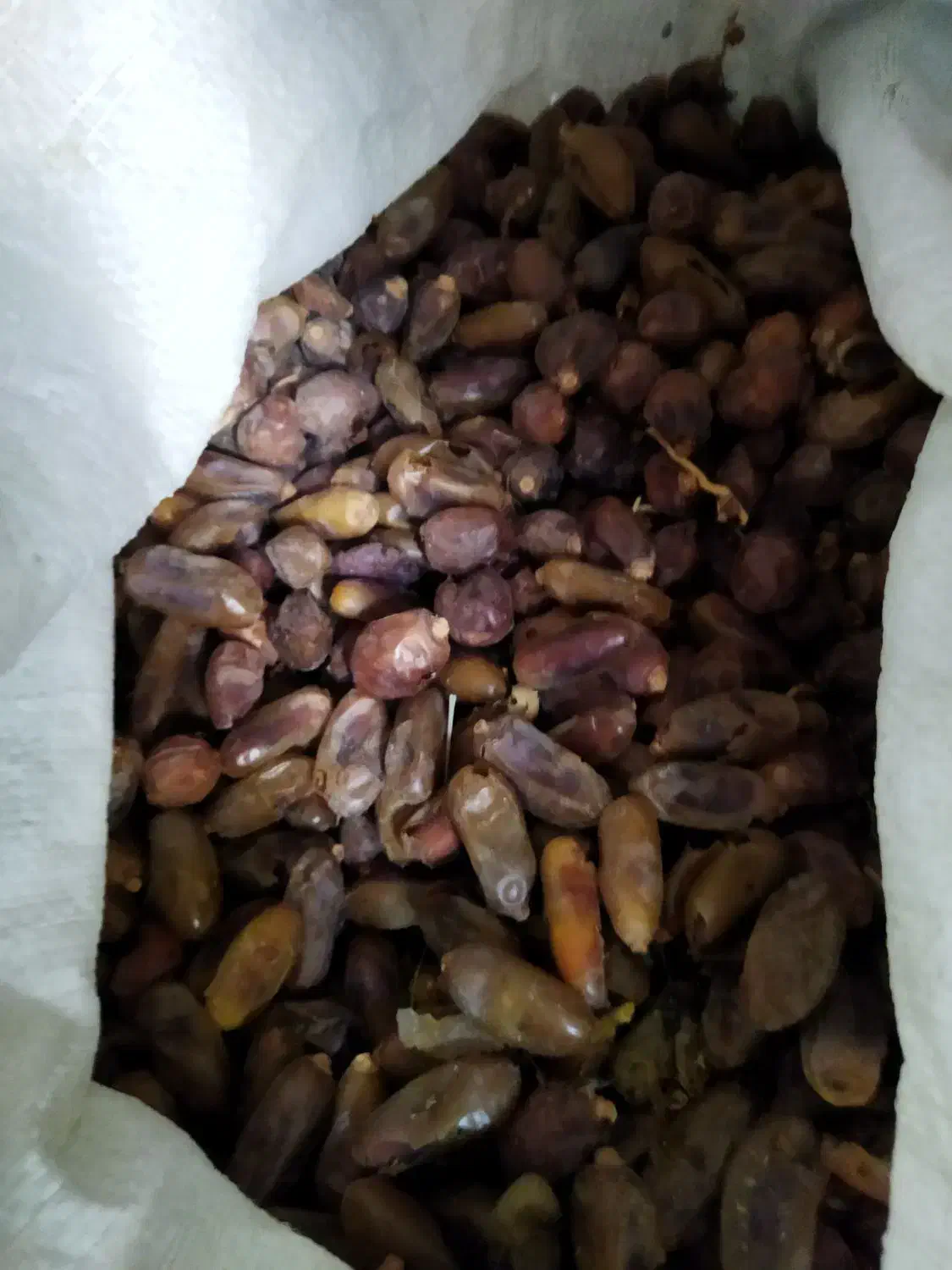 فروش20گونی‌کنگ‌خرما‌برای‌دام‌|لوازم جانبی حیوانات|صحرای باغ, |دیوار