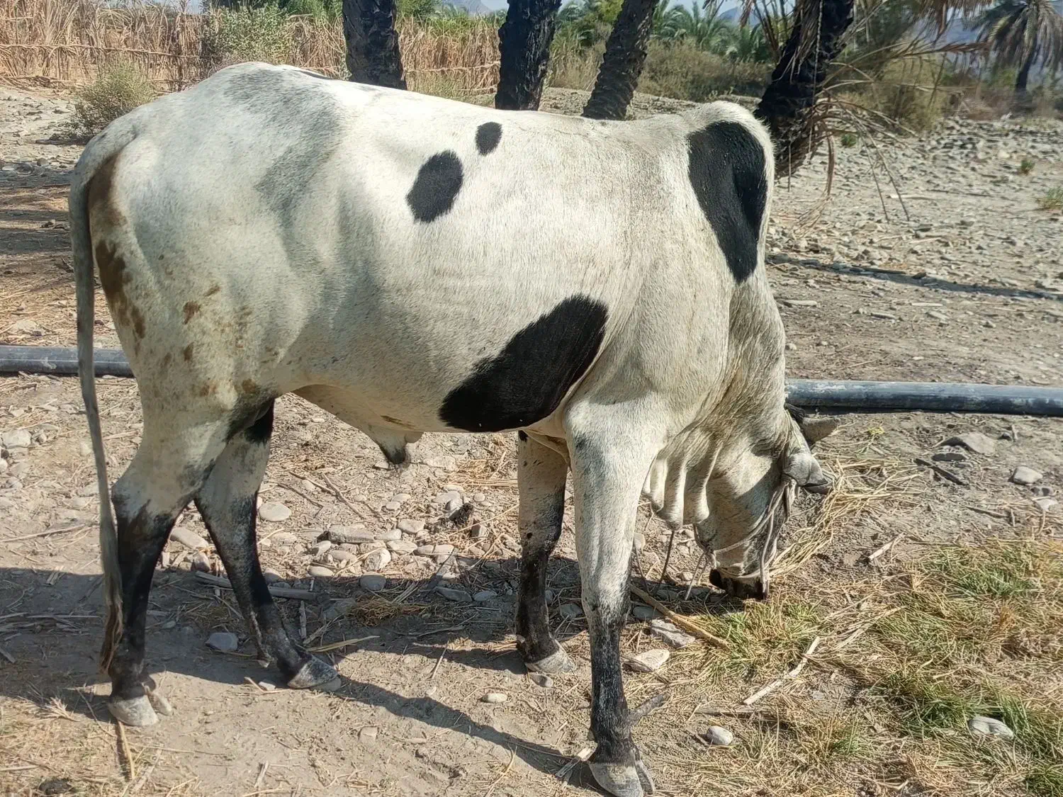 فروش دورس نرگاو دوستان و مشتریان فقط بزنگید|حیوانات مزرعه|ساربوک, |دیوار