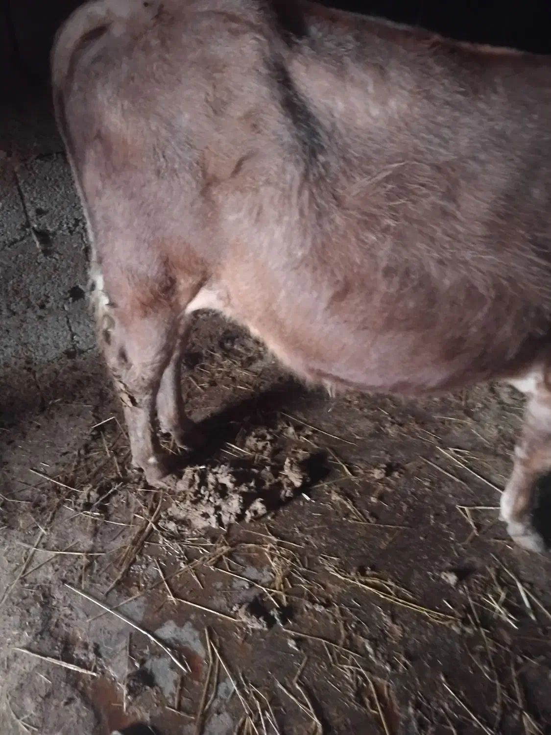 گاو|حیوانات مزرعه|تالش, هشتپر|دیوار