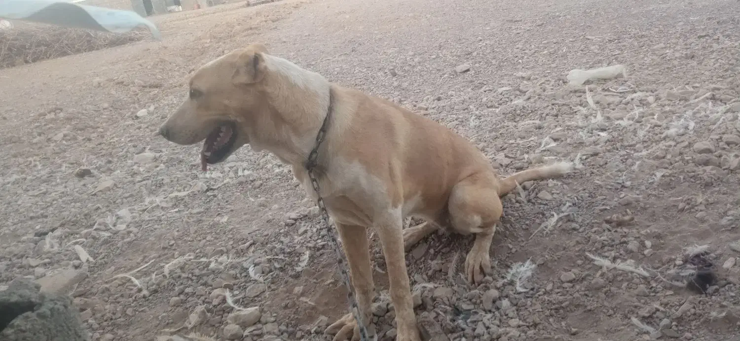 کچ دل خراسانی|سگ|کاخک, |دیوار