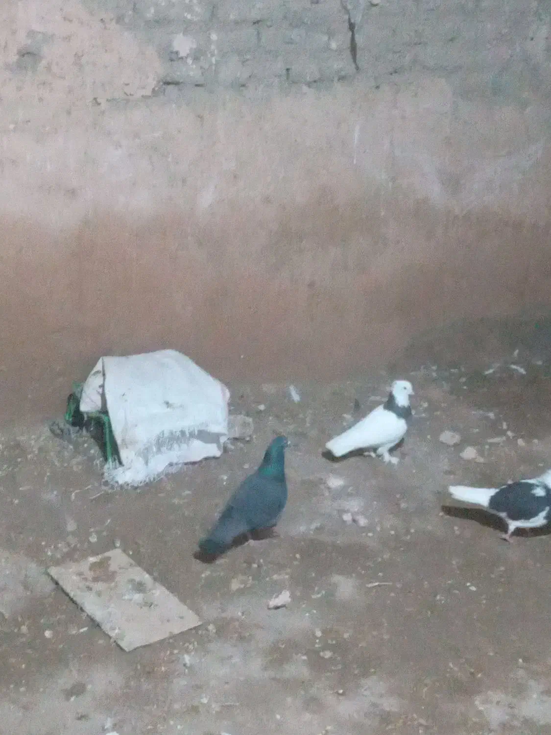 زاغ|پرنده|اسفراین, |دیوار