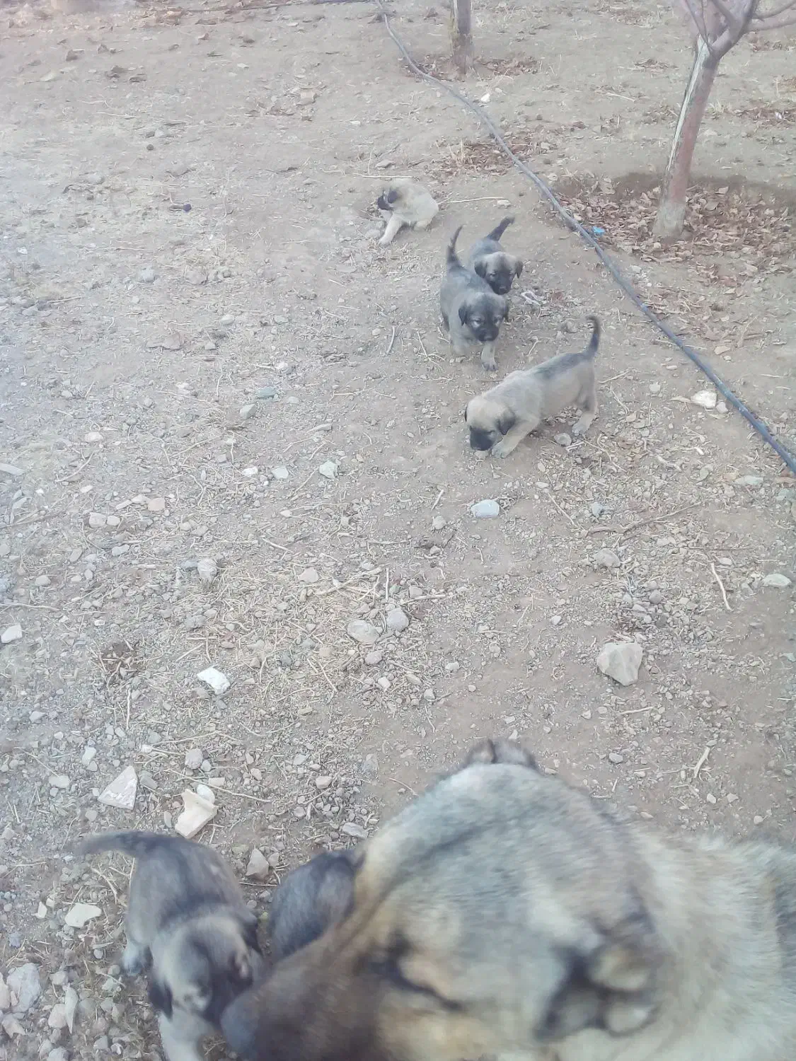 توله هایه سرابی نژاد خالص سراب|سگ|ایجرود, |دیوار