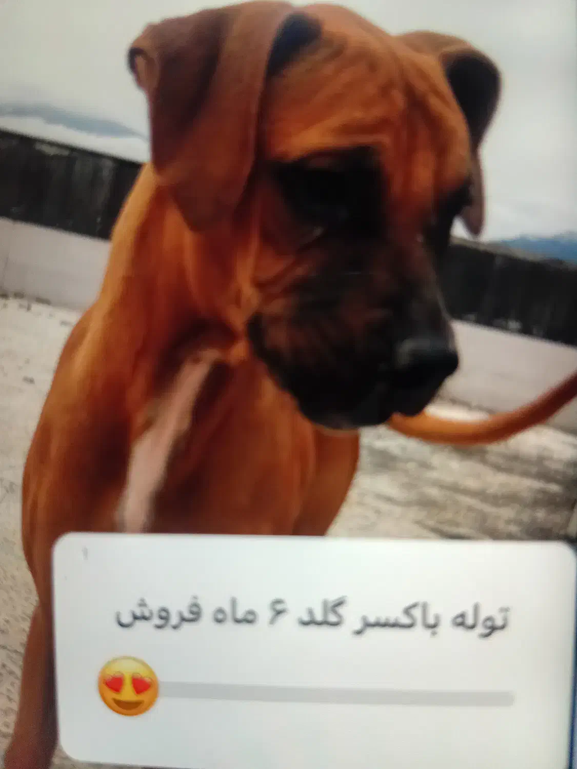 باکسر اصیل سایز درشت رنگ گلد|سگ|نوشهر, |دیوار