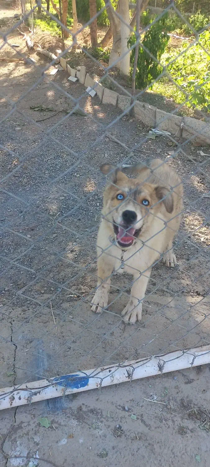 توله هاسکی گلد چشم رنگی|سگ|گلپایگان, |دیوار