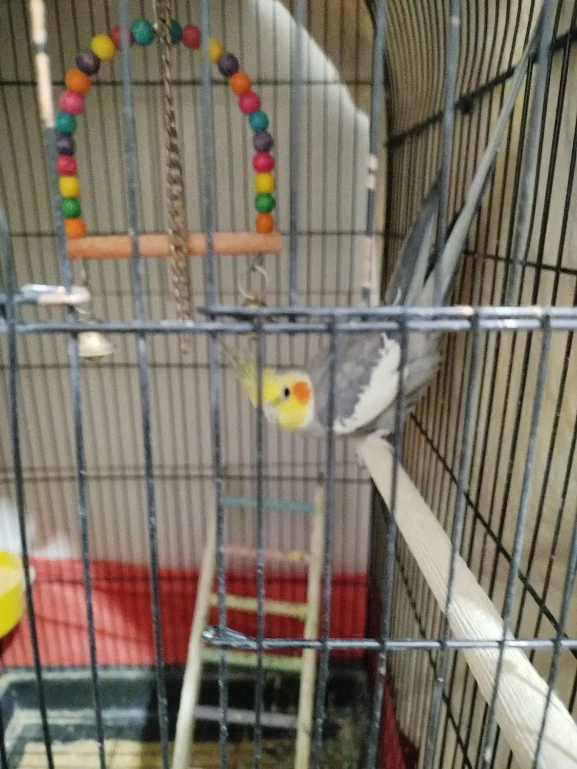 عروس هلندی نرسخنگو|پرنده|یزد, |دیوار