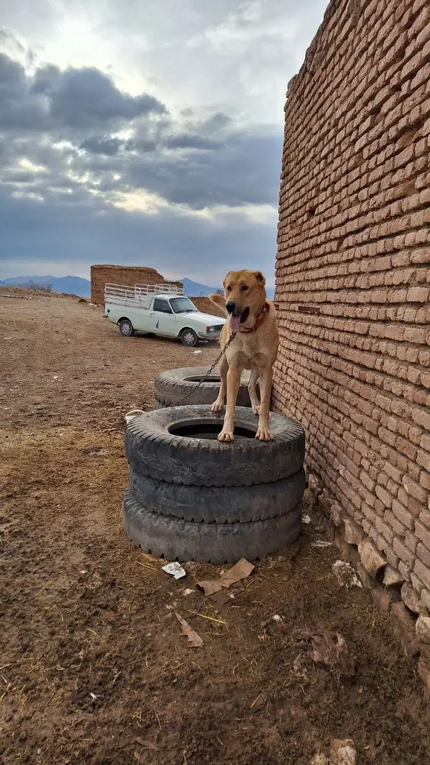سگ...|سگ|محلات, |دیوار