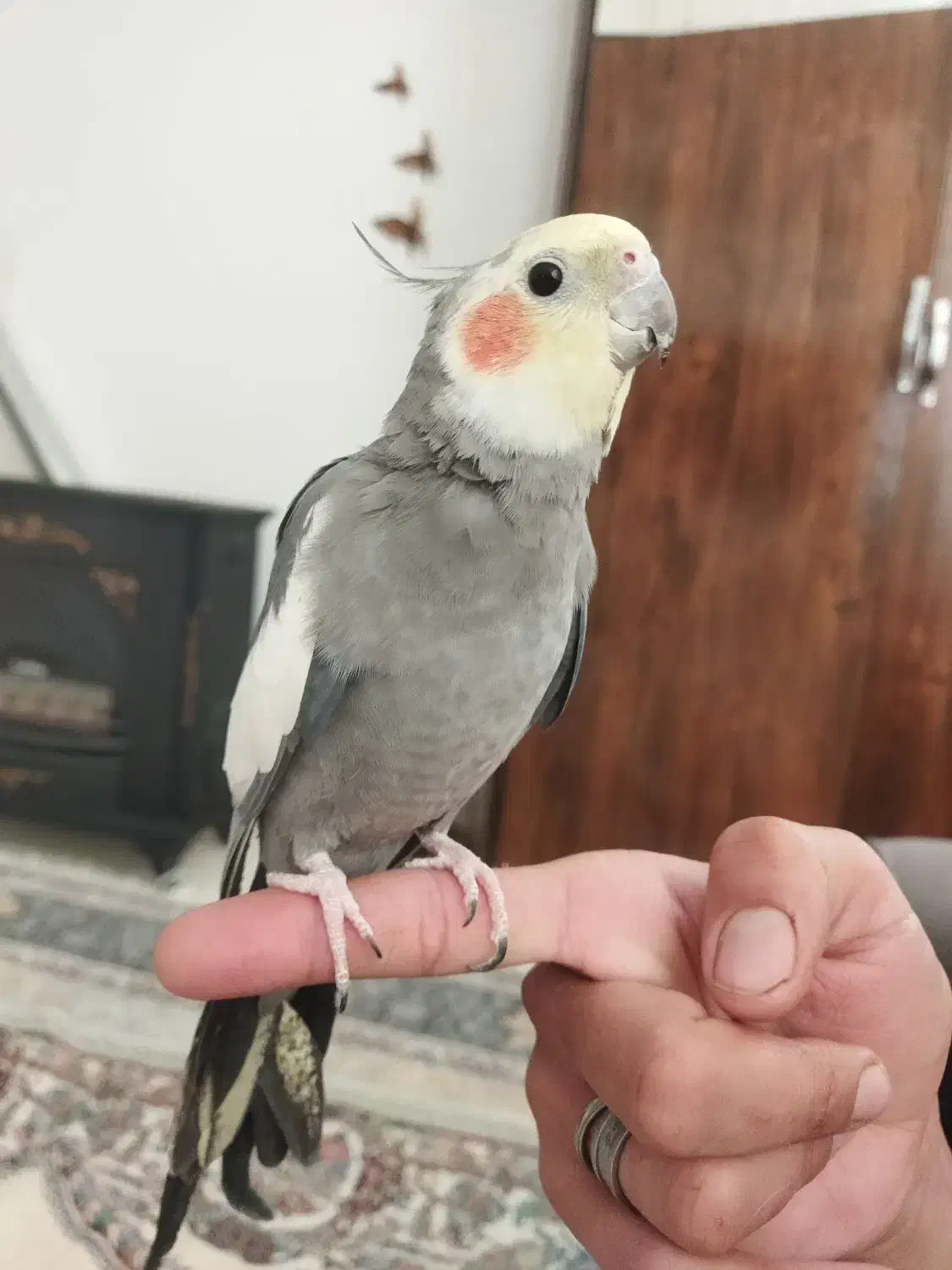 عروس هلندی نر و ماده (نر سخنگو)|پرنده|مشهد, ویلاشهر|دیوار