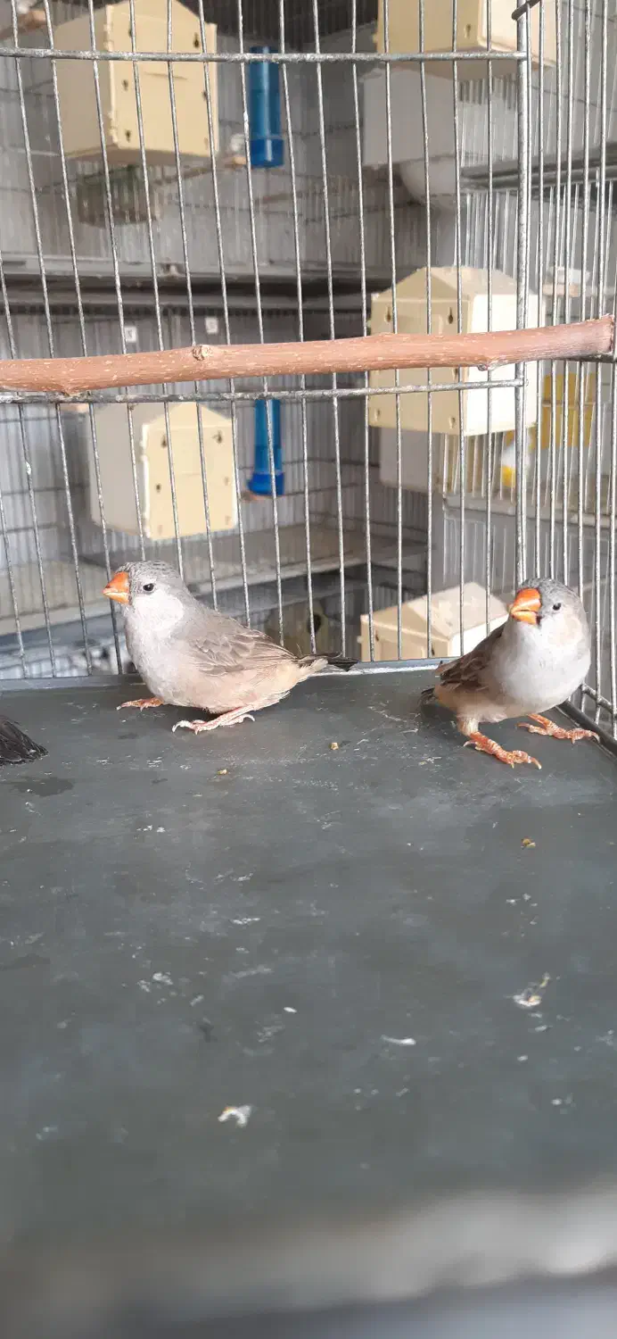 فنچ گلدین زبرا کرواتی بنگالی|پرنده|کرج, ساسانی (قلمستان)|دیوار