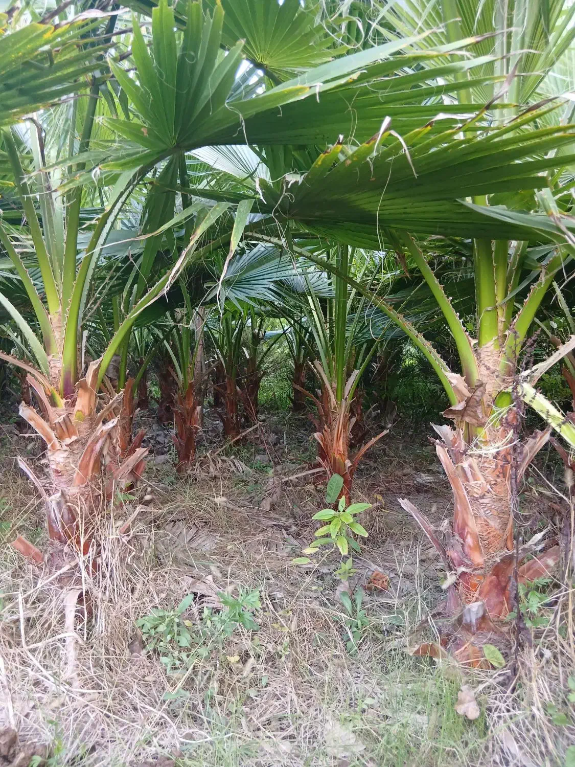 پالم واشنگتن|گل و گیاه طبیعی|طاهرگوراب, |دیوار