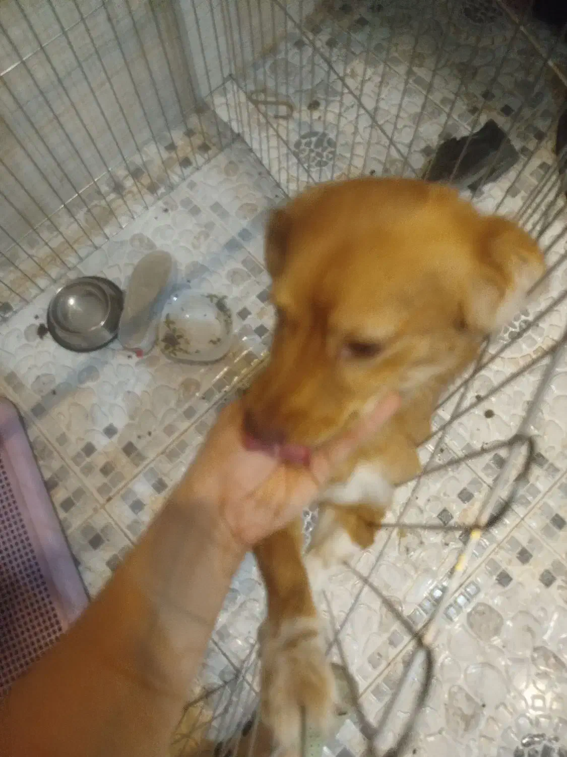 سگ اشپیترز تریر تربیت شده|سگ|خرمشهر, |دیوار