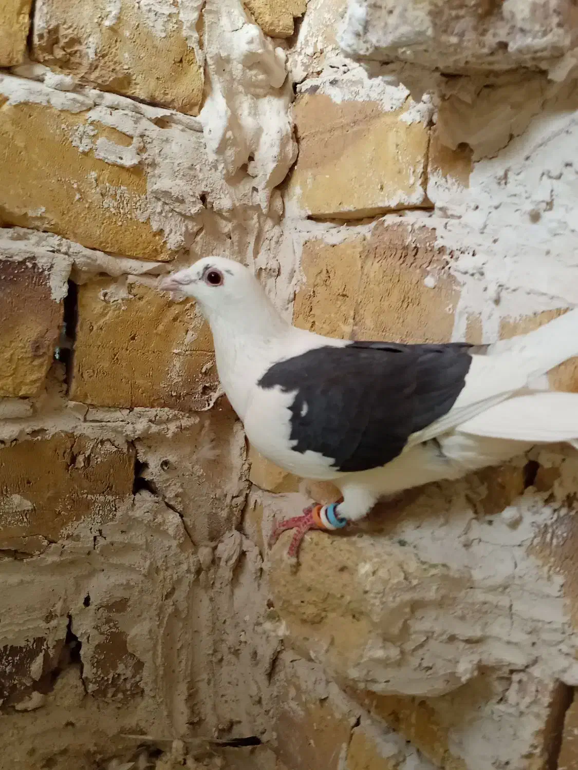 کویتی سیاه|پرنده|تربت‌حیدریه, پائین ولایت|دیوار