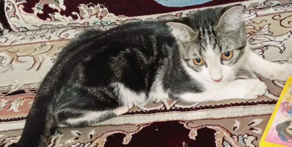 واگذاری گربه رایگان|گربه|سرایان, |دیوار