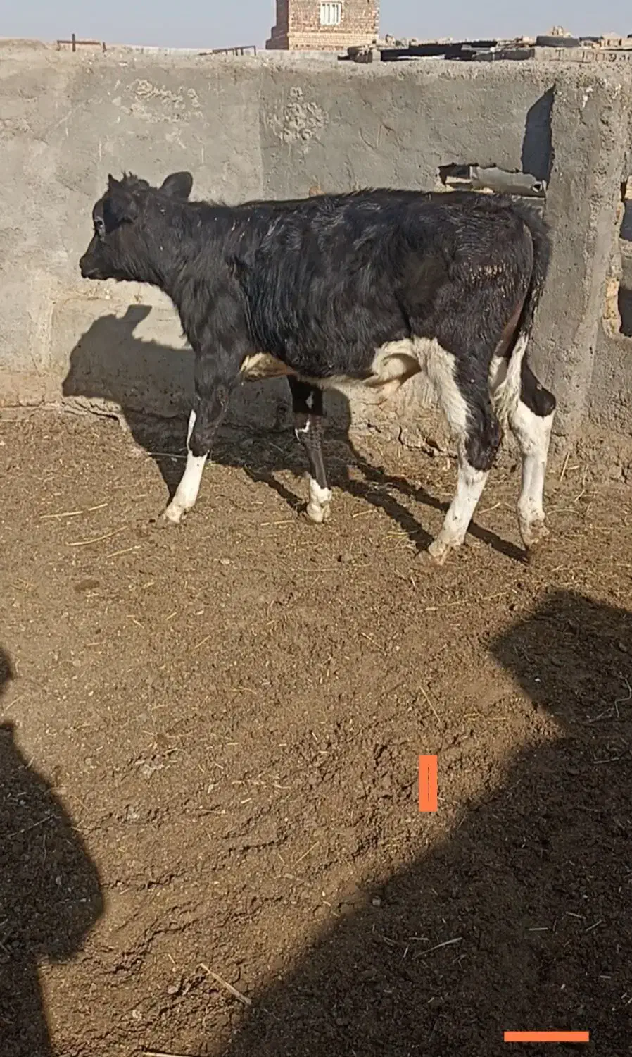 گوساله نر و ماده|حیوانات مزرعه|تربت جام, میان جام|دیوار