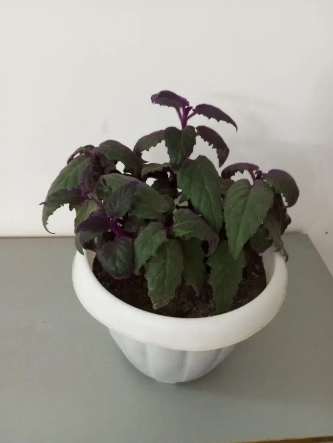 گل و گیاه|گل و گیاه طبیعی|نیشابور, شریعتی|دیوار