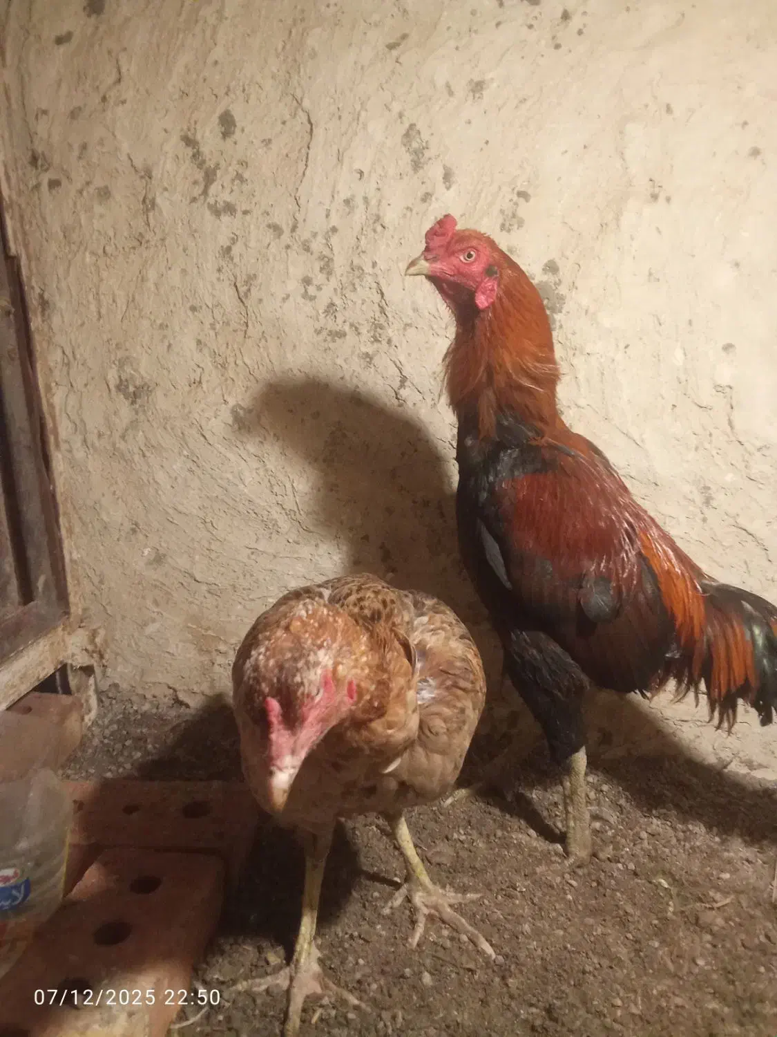 تخم مرغ نطفه دار اصل لاری|حیوانات مزرعه|تبریز, |دیوار