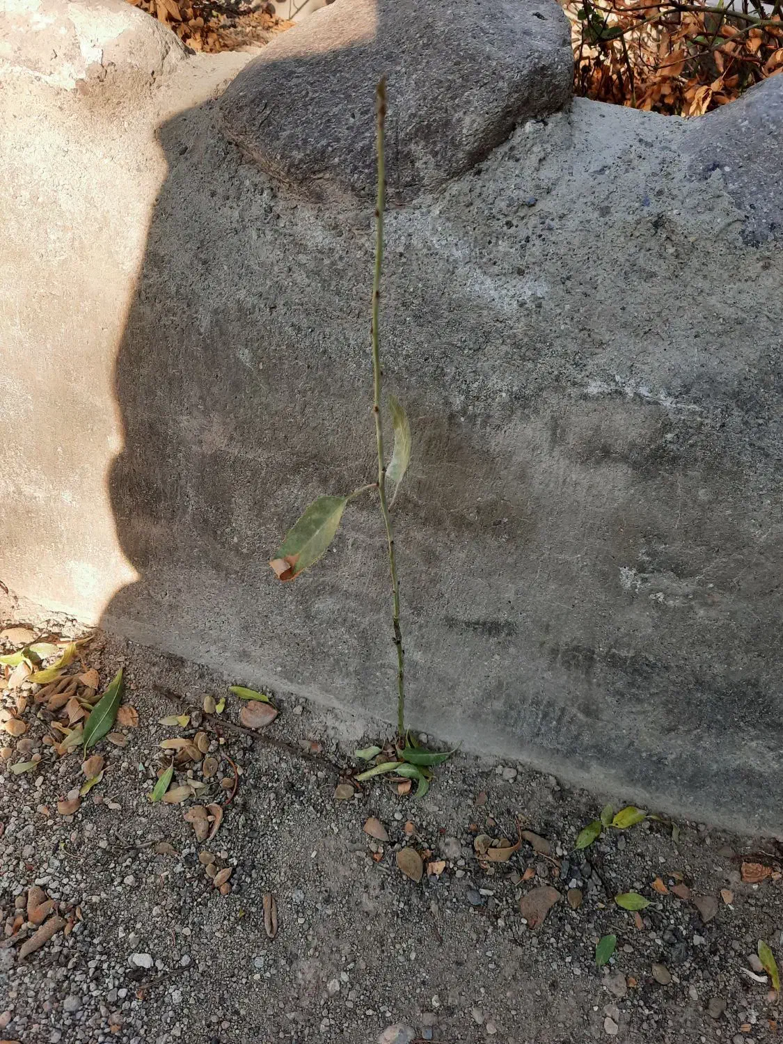 نهال بادام ،انگور،هیوا،سیب|گل و گیاه طبیعی|خسروشاه, |دیوار