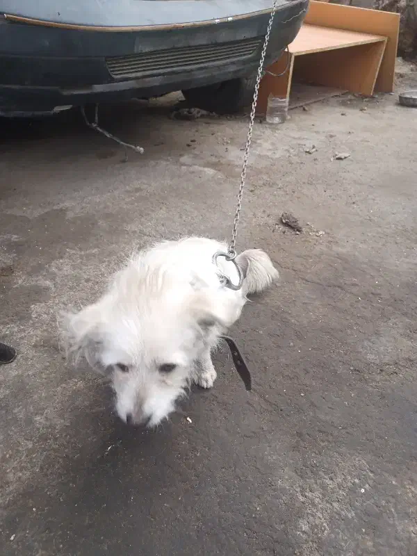 سگ ماده پیدا شده|حیوانات|اصفهان, ناژوان|دیوار