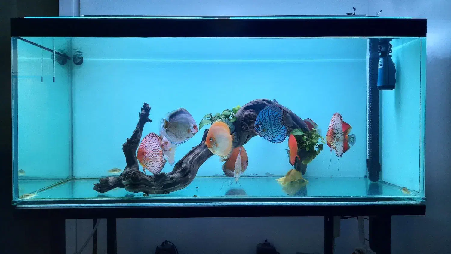 ماهی دیسکس|ماهی|مشهد, کوی ولیعصر|دیوار