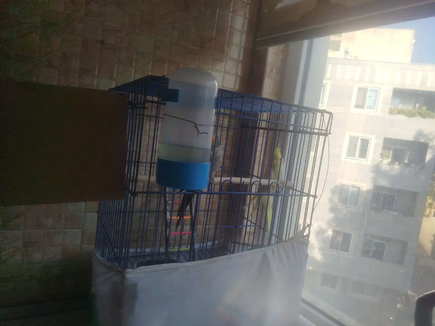 دو عدد عروس هلندی نر و ماده با قفس|پرنده|رودهن, |دیوار