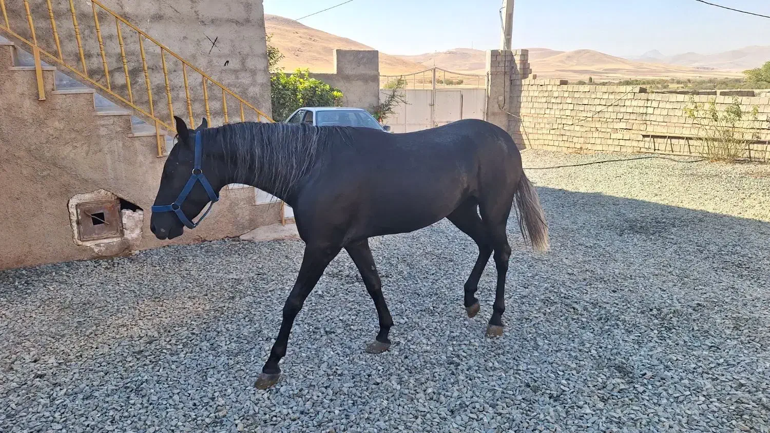 اسب|اسب و تجهیزات اسب‌سواری|سقز, |دیوار