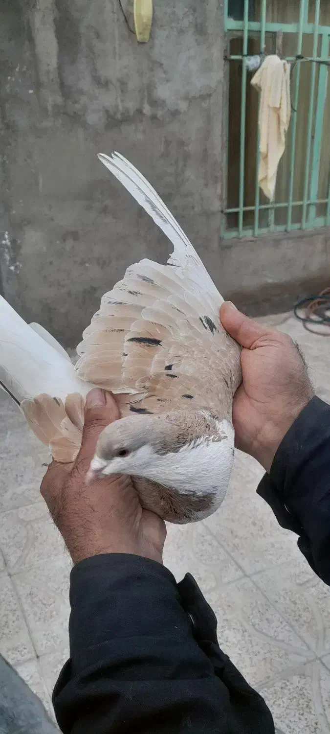 کبوتر|پرنده|نیشابور, فضل|دیوار