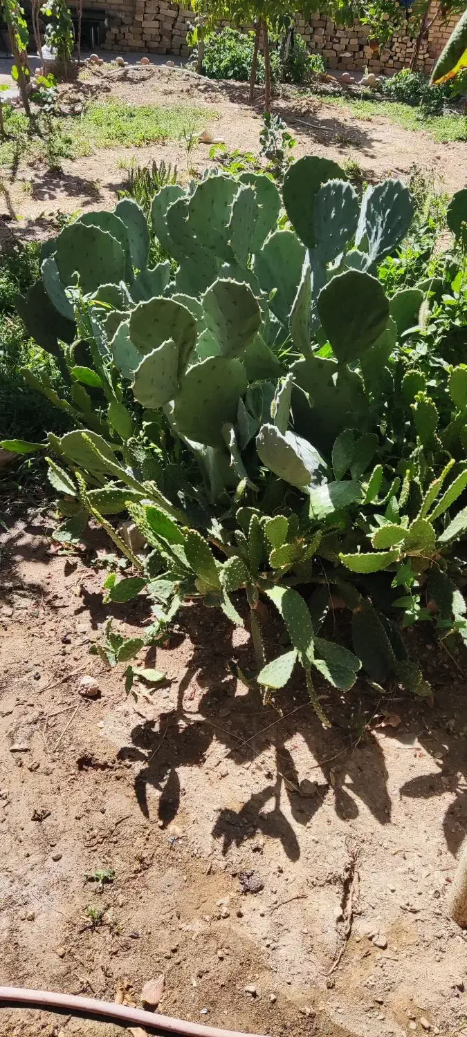 تعدادی کاکتوس غولپیکر از یکمتری تا ۳۰ سانت|گل و گیاه طبیعی|شازند, |دیوار