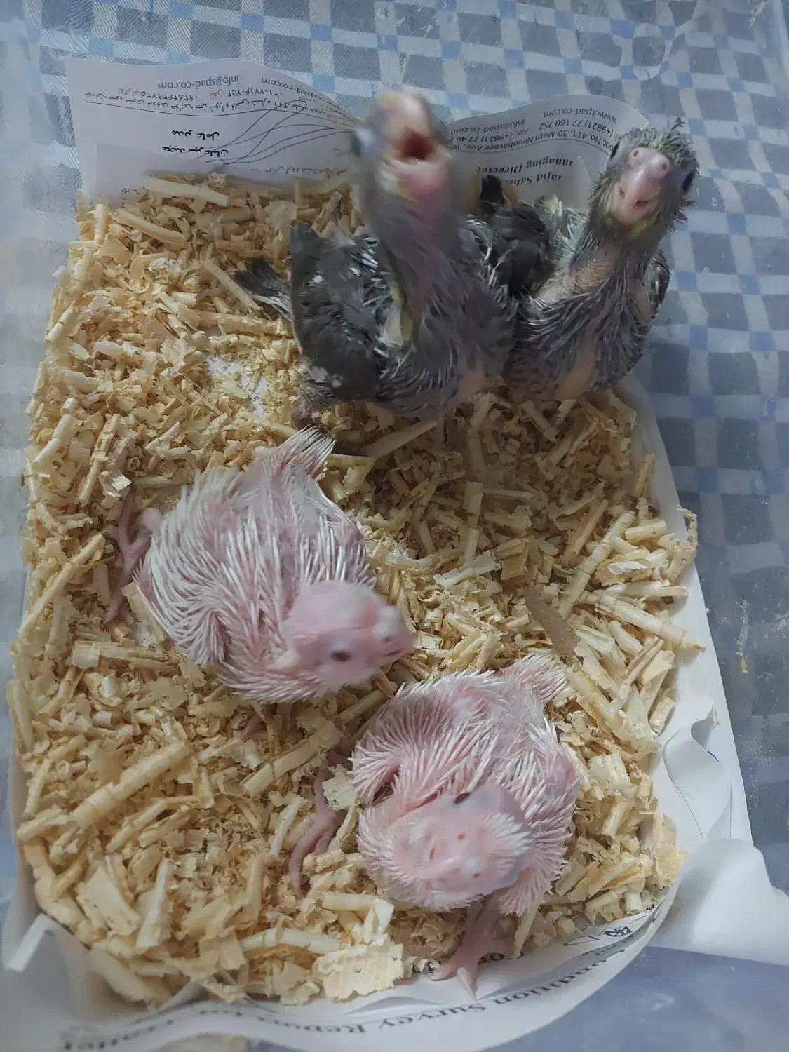 جوجه عروس|پرنده|بندرعباس, |دیوار