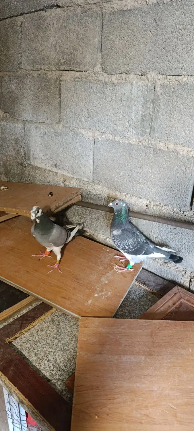 جفت پلاکی در حد|پرنده|برازجان, |دیوار